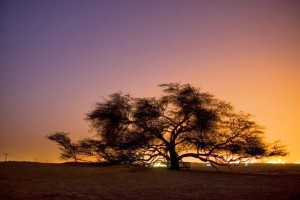 Tree of Life - A árvore da vida - Arvores Famosas