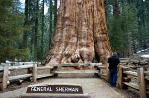 General Sherman - A árvore mais volumosa do mundo - Arvores Famosas