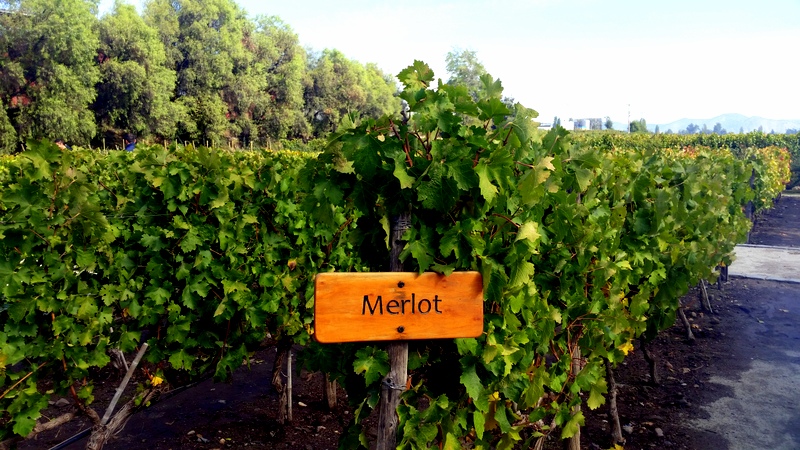 Vinícolas de Santiago