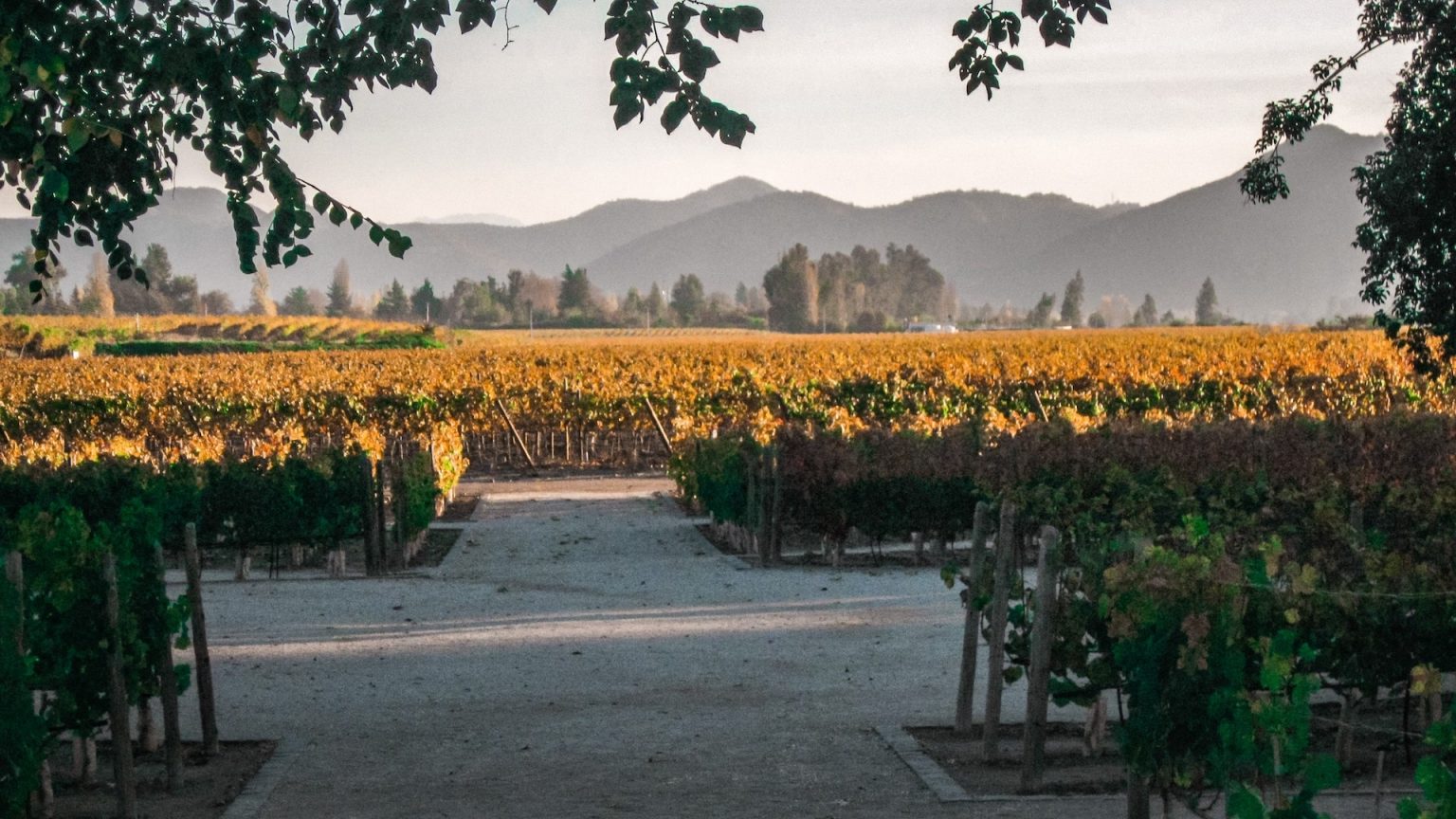 Vinícola Concha y Toro: A Degustação de vinho mais famosa de Santiago