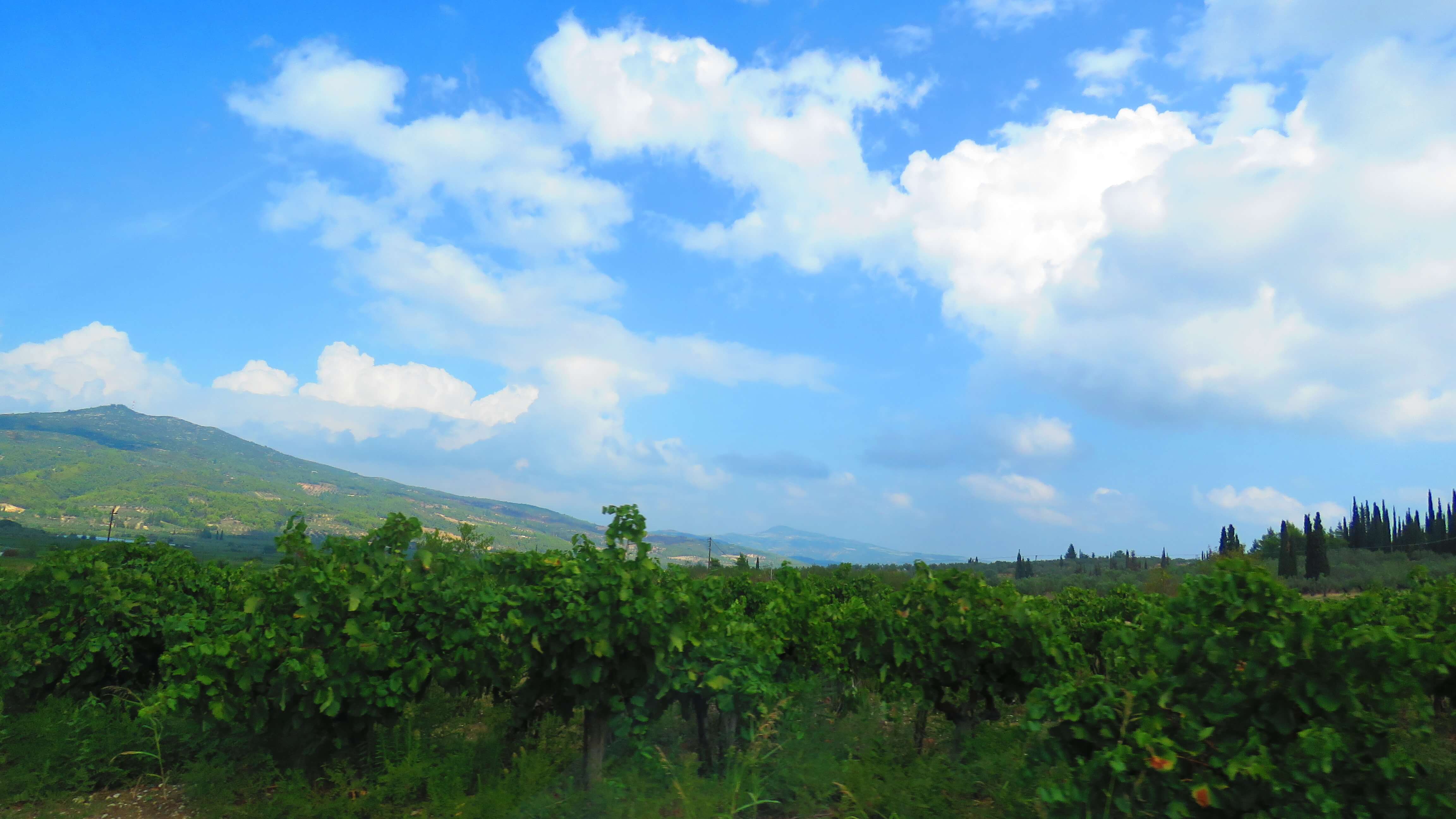 vinicolas-gregas-2