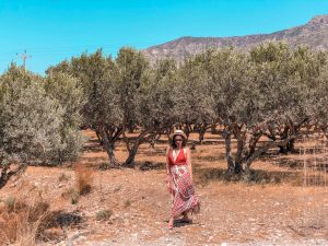 curiosidades sobre a Grécia - plantações de oliveiras